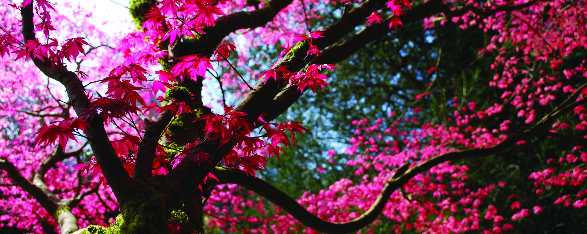 Do you enjoy visiting parks and gardens ? | Destination Coeur de
