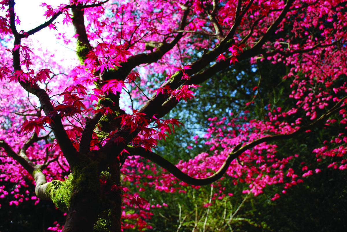 Do you enjoy visiting parks and gardens ? | Destination Coeur de
