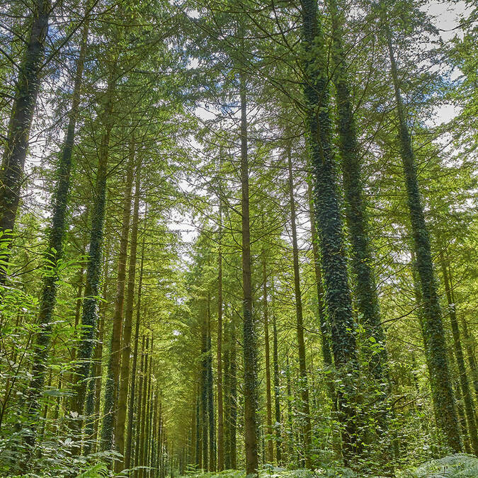 La forêt de Pont Calleck  © MA Gouret Puillandre
