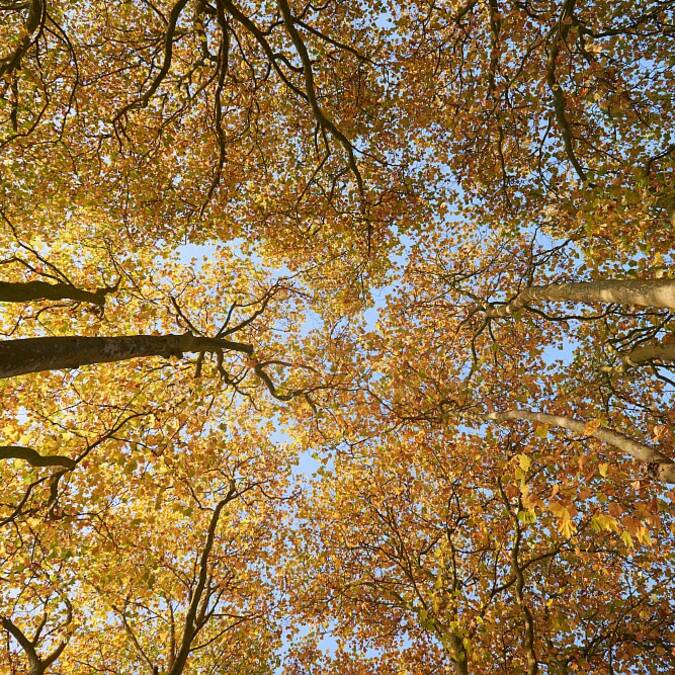 Festival Bel Automne © Rudy-BURBANT