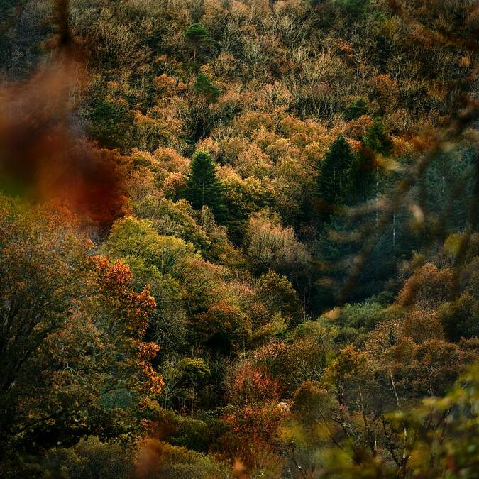 L’intelligence des arbres : mythe ou réalité ? © Yannick Derennes